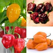 Semis de habanero Hot