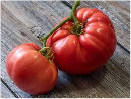 Semis de tomate Brandywine biologique pot 3,5"