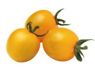 Semis de tomate Cerise jaune
