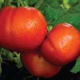 Semis de tomate Celebrity