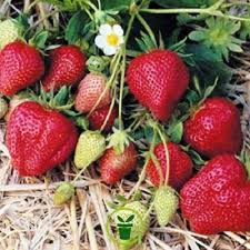 Semis de Fraise 4 saisons