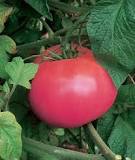 Semis de tomate Pink Lady