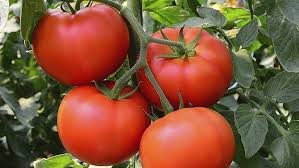 Semis de tomate Fantastic