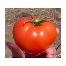 Semis de tomate Monte Carlo