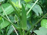 Semis de Gombo Okra calalou