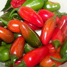 Semis de Piment Jalapeno