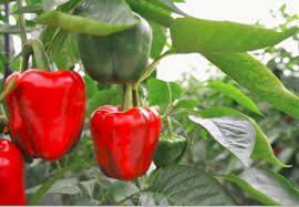 Barquette de 9 semis mixte Poivrons et piments