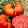 Semis de tomate Beefsteak
