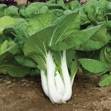 Semis bok choy joi choi biologique (4)