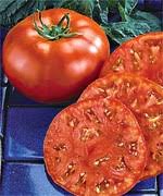 Semis de Tomate grec