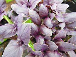 Semis de Basilic Mauve