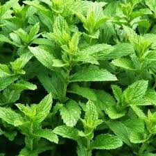 Semis de Menthe poivrée