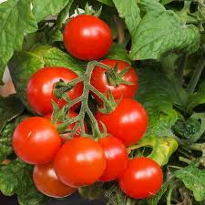 Semis tomate Tiny Tim biologique